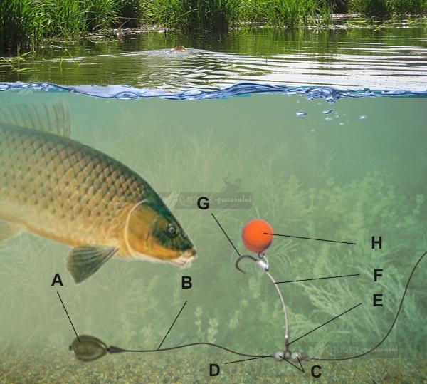 Underwater - 204articolechod-rig---ghidul-pescarului.jpg